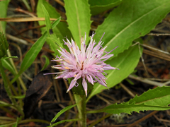 Klasea integrifolia monardii