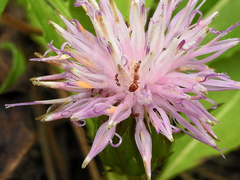 Klasea integrifolia monardii