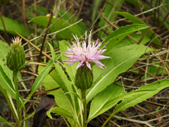 Klasea integrifolia monardii