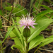 Klasea integrifolia monardii - Photo 由 Daniel Raposo 所上傳的 (c) Daniel Raposo，保留部份權利CC BY-NC