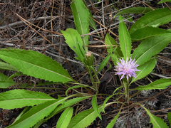 Klasea integrifolia monardii