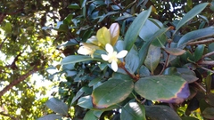 Eugenia brasiliensis