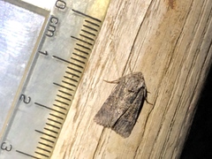 Noctuinae