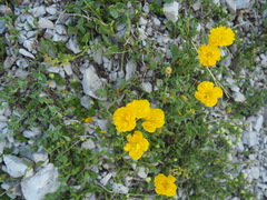 Papaver alpinum