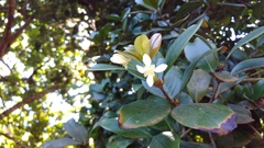 Eugenia brasiliensis