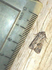 Noctuinae