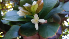 Eugenia brasiliensis