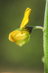 Crotalaria micans