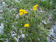 Papaver alpinum