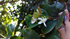 Eugenia brasiliensis