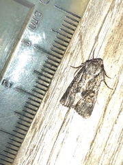 Noctuinae