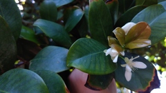 Eugenia brasiliensis