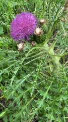 Cirsium drummondii