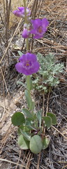 Penstemon secundiflorus