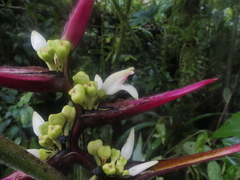 Heliconia virginalis