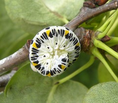 Cimbex quadrimaculatus
