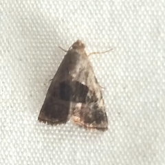 Tripudia rectangula