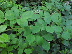 Rubus adenanthoides