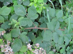 Rubus adenanthoides