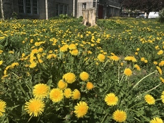 Taraxacum officinale