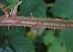 Rubus adenanthoides