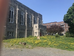 Taraxacum officinale