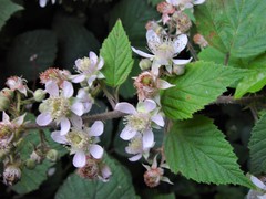 Rubus adenanthoides