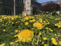 Taraxacum officinale