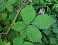 Rubus adenanthoides