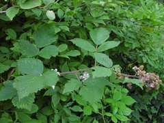Rubus adenanthoides