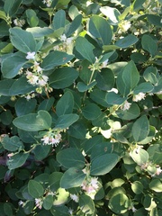 Symphoricarpos