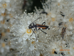 Strangalepta abbreviata