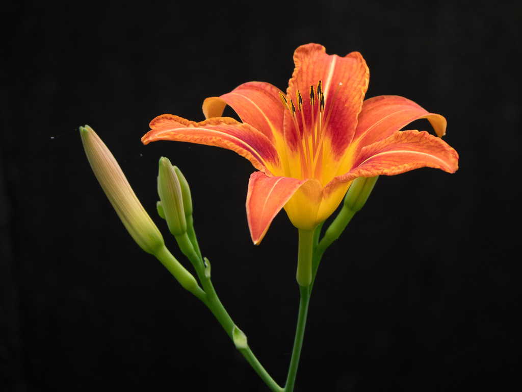 Hemerocallis fulva