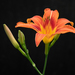 Orange Day-Lily - Photo (c) Susan Elliott, some rights reserved (CC BY-NC), uploaded by Susan Elliott