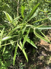 Salix sericea