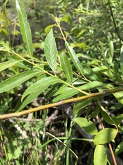 Salix sericea