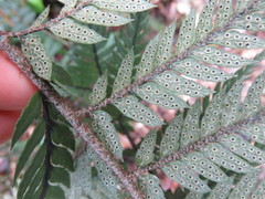 Polystichum neozelandicum neozelandicum