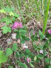 Trifolium medium