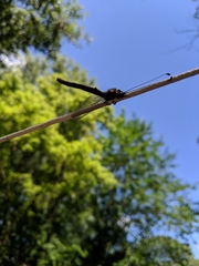 Ascaloptynx