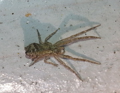 Tmarus taiwanus