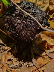 Strobilomyces confusus