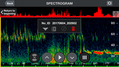 Tadarida brasiliensis