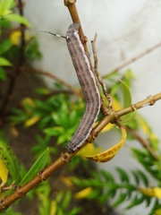 Isognathus allamandae