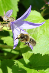 Megachile willughbiella