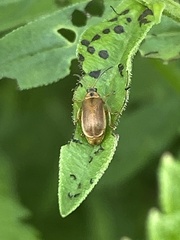 Neogalerucella