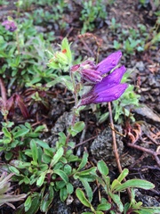 Penstemon cardwellii