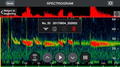 Tadarida brasiliensis