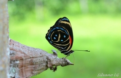 Callicore texa titania