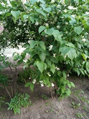 Philadelphus coronarius