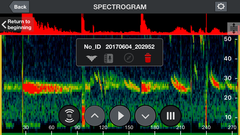 Tadarida brasiliensis